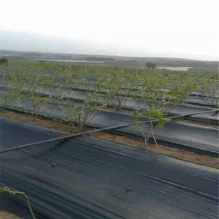 ecological weeding cloth