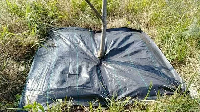 Weed control cloth Weed control cloth